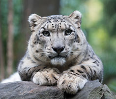 Snow leopard. 