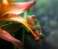 Red-eyed tree frog. Link to Life Stage Gift Planner Over Age 70 Situations.