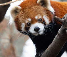 Red panda on a tree. Links to Beneficiary Designations