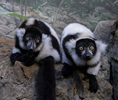 Black and white lemurs. 