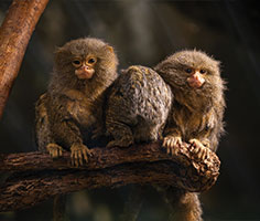 Pygmy Marmosets on a tree branch. Links to Donor-Advised Funds