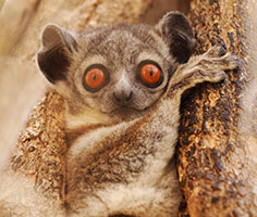 A sported lemur. Links to Gifts of Real Estate