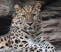 A lepoard sitting. Links to Gifts of Appreciated Securities