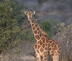 A giraffe. Links to Gifts of Life Insurance