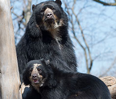 Two black bears. Links to Gifts by Estate Note