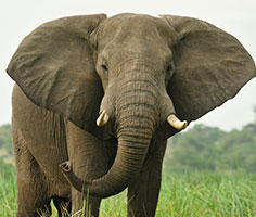 Photo of an elephant. Links to Gifts That Pay You Income