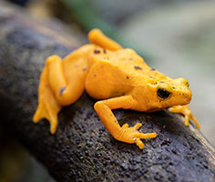 Golden frog. Links to Gifts by Will