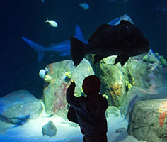 A child looking at fish in a tank. Links to What to Give