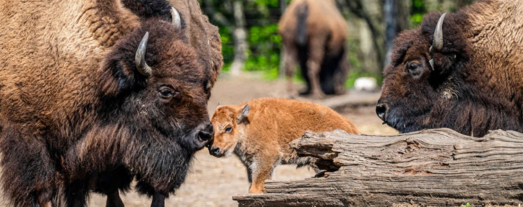 Photo of bison