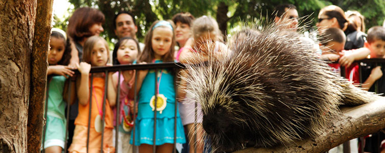 Children looking at a porcupine