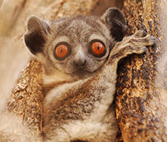 A sported lemur. Links to Gifts of Real Estate