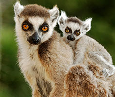 Ringed-tailed lemur. Links to Gifts That Protect Your Assets